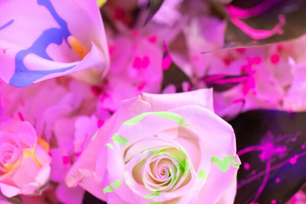 Images by SDK Photo & Design